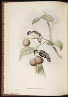 Sunda Pygmy Woodpecker plate 32