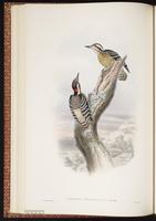 Philippine Pygmy Woodpecker plate 31