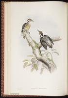 Philippine Pygmy Woodpecker plate 30