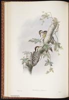 Grey-capped Pygmy Woodpecker plate 29