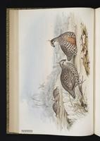 Crested Bobwhite plate 9