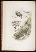 Sunda Pygmy Woodpecker plate 28