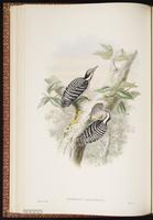 Grey-capped Pygmy Woodpecker plate 27