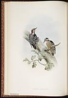 Grey-capped Pygmy Woodpecker plate 26