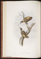 Sulawesi Pygmy Woodpecker plate 25