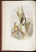 Philippine Pygmy Woodpecker plate 24