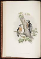 Grey-capped Pygmy Woodpecker plate 23