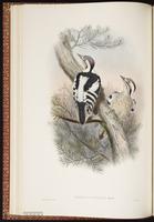 Grey-capped Pygmy Woodpecker plate 22