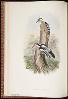 Grey-capped Pygmy Woodpecker plate 21