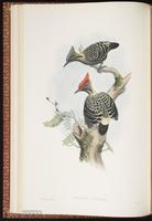 Grey-and-buff Woodpecker plate 20