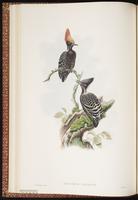 Grey-and-buff Woodpecker plate 19