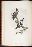 Heart-spotted Woodpecker plate 18