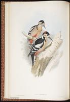 Great Spotted Woodpecker plate 17