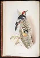 White-backed Woodpecker plate 16