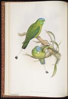 Blue-crowned Racket-tail plate 15