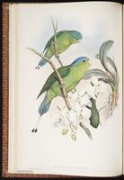 Golden-mantled Racket-tai plate 14