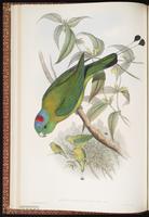Yellow-breasted Racket-tai plate 13