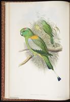 Golden-mantled Racket-tai plate 12