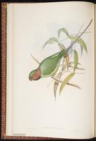 Long-tailed Parakeet plate 11