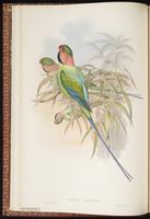 Long-tailed Parakeet plate 10