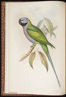 Lord Derby's Parakeet plate 9