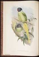 Slaty-headed Parakeet plate 8