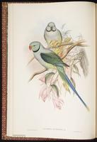Blue-winged Parakeet plate 7