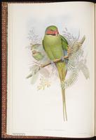 Long-tailed Parakeet plate 6