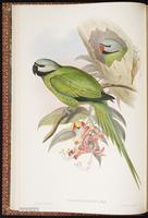 Nicobar Parakeet plate 5