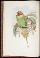 Long-tailed Parakeet plate 4