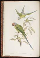 Plum-headed Parakeet plate 3