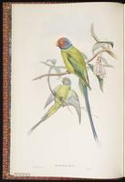 Blossom-headed Parakeet plate 2