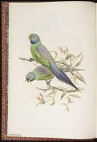 Layard's Parakeet plate 1