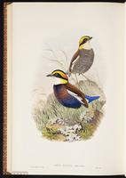 Banded Pitta plate 83