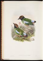 Hooded Pitta plate 82