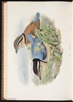 Giant Pitta plate 81