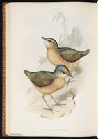 Blue-naped Pitta plate 79