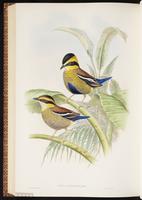 Banded Pitta plate 78