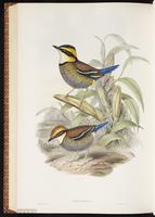 Banded Pitta plate 77