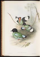 Hooded Pitta plate 76