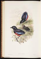 Graceful Pitta plate 75