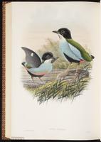 Azure-breasted Pitta plate 74