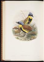 Gurney's Pitta plate 73