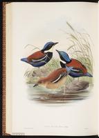 Blue-headed Pitta plate 72