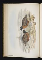 Northern Bobwhite plate 6
