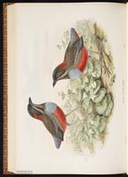 Whiskered Pitta plate 71