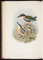 Mangrove Pitta plate 70