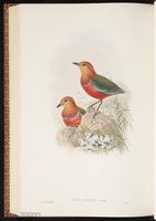 Blue-banded Pitta plate 69