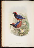 Garnet Pitta plate 68