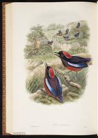 Garnet Pitta plate 67